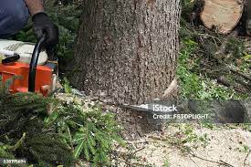How Our Tree Care Process Works  in  Lake Tansi, TN