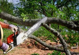 Best Leaf Removal  in Lake Tansi, TN