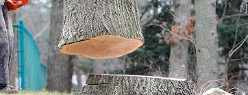 Best Storm Damage Tree Cleanup  in Lake Tansi, TN