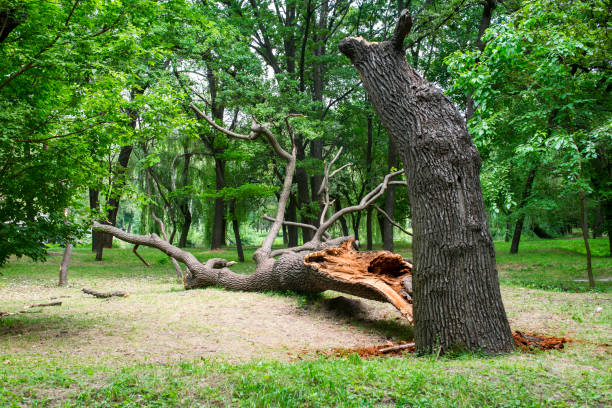 Best Tree Risk Assessment  in Lake Tansi, TN