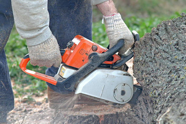 Professional Tree Care in Lake Tansi, TN